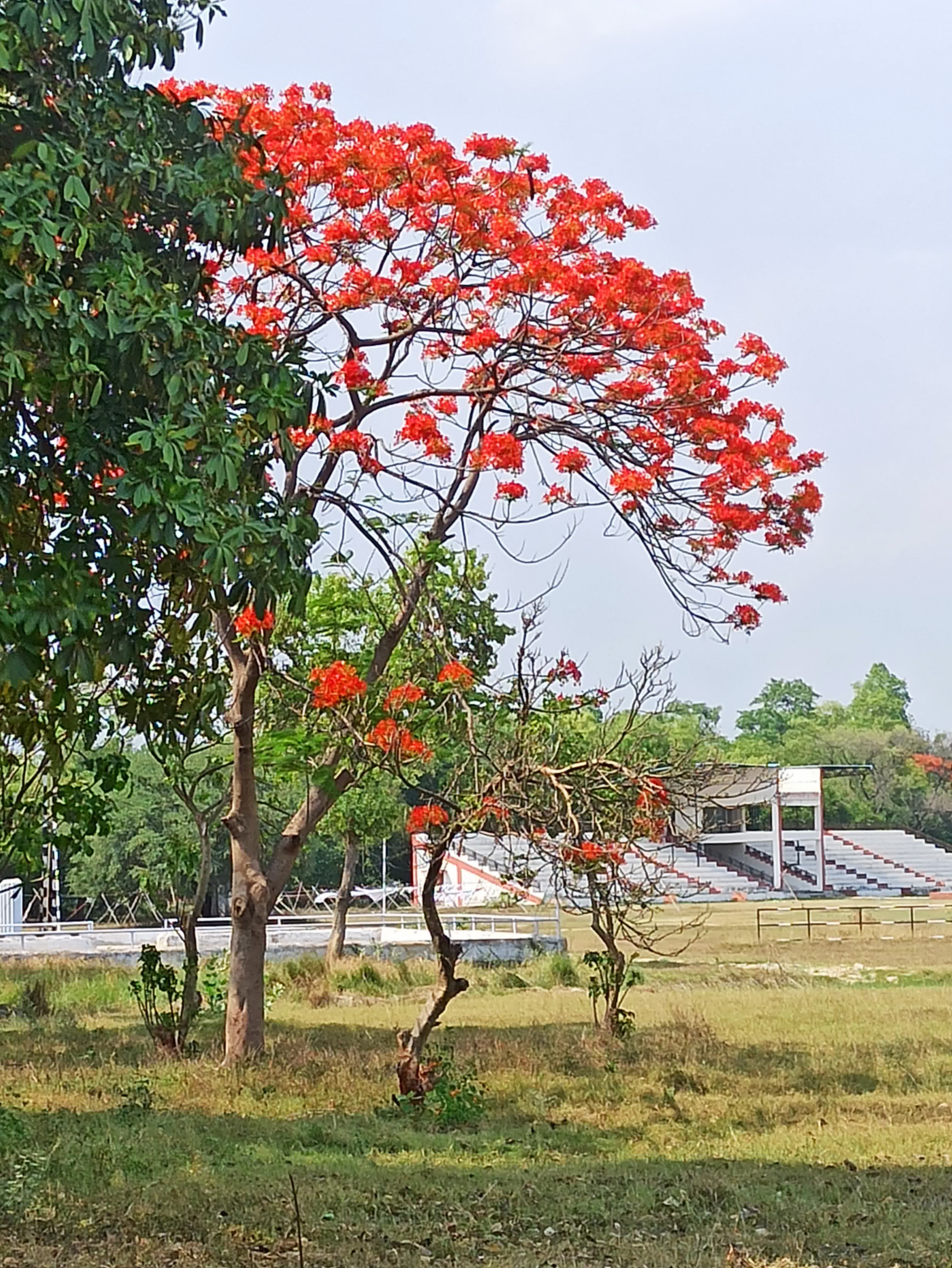 Delonix regia