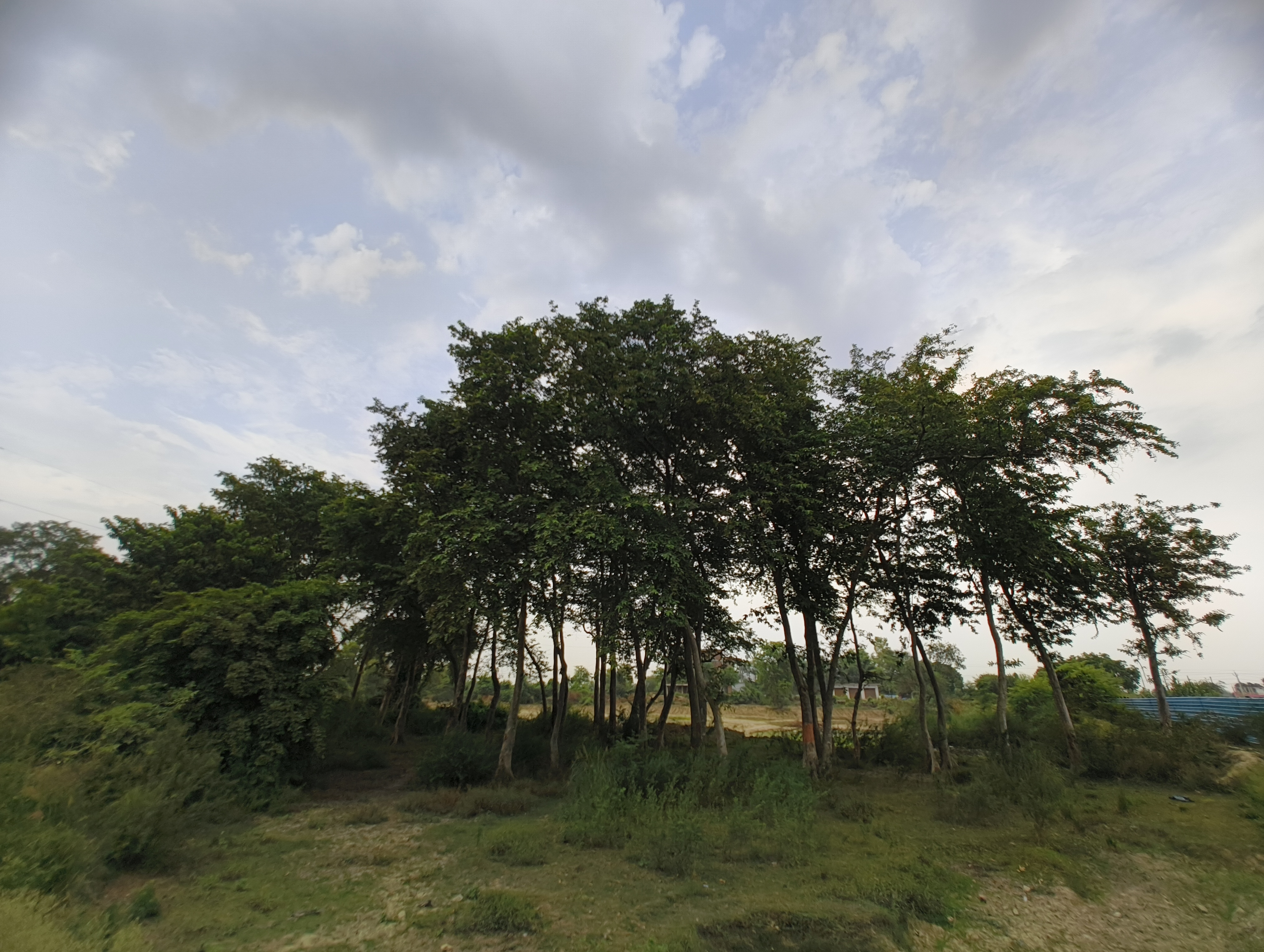 Bunch of trees